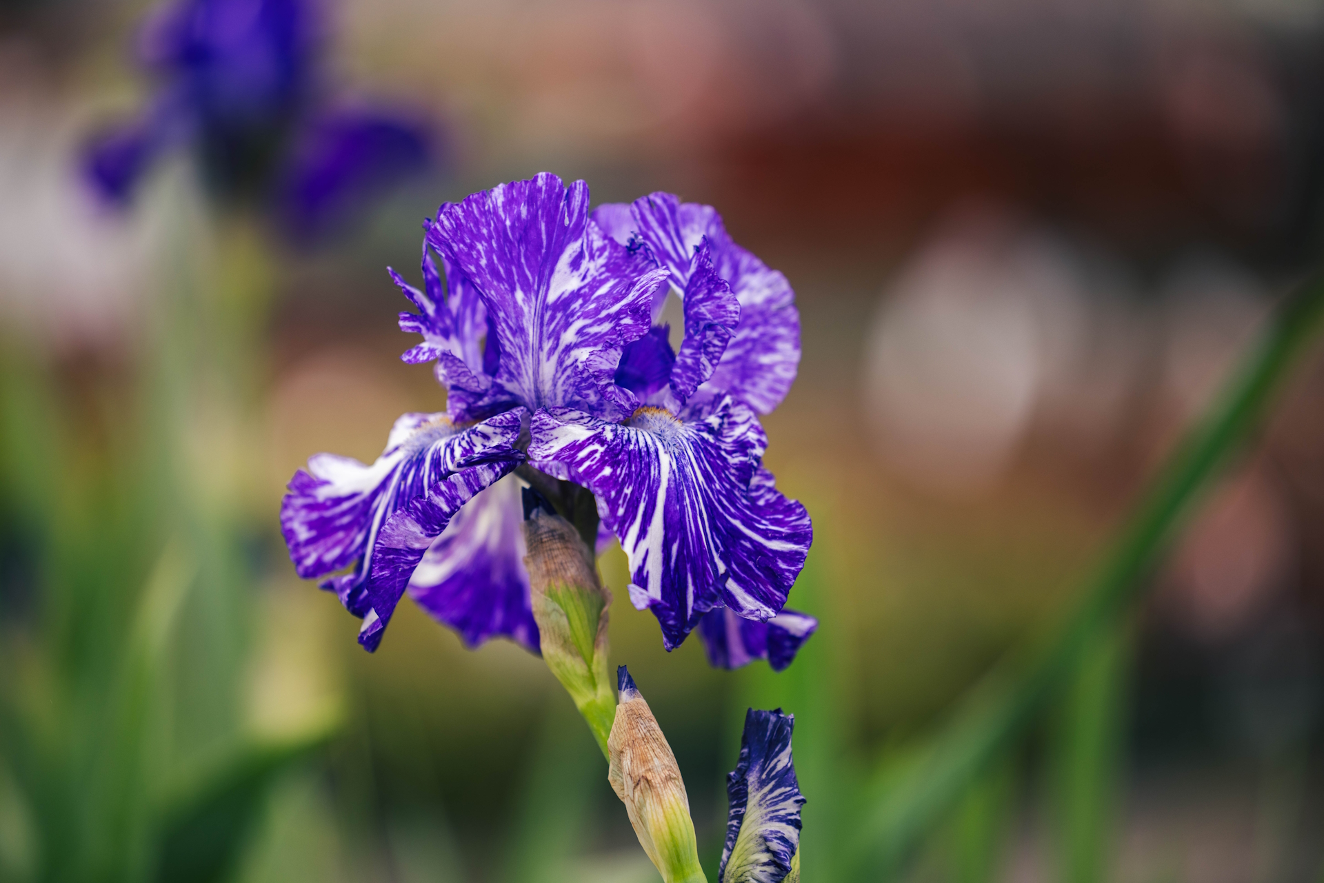 German Bearded Iris 'Batik' 1 Gallon