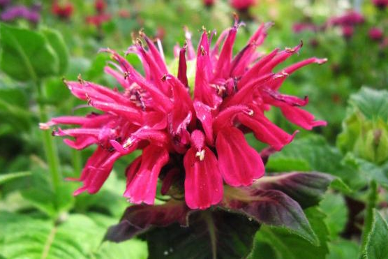 Bee Balm 'Fireball' 2 Gallon