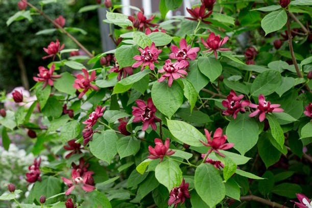 Sweetshrub 'Hartlage Wine' 5 Gallon