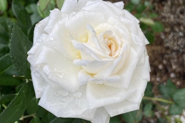 Climbing Rose 'Cloud 10' 5 Gallon