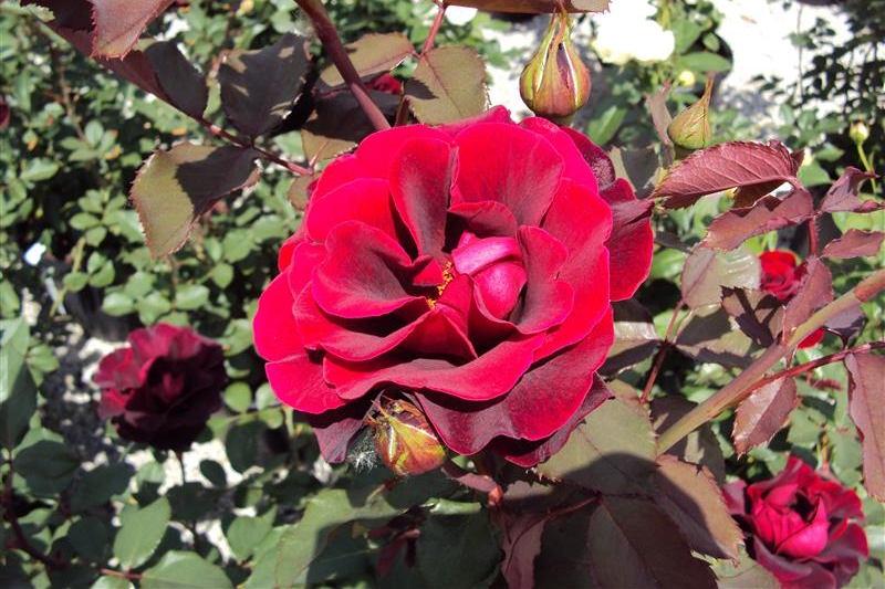 Climbing Rose Don Juan 5 Gallon