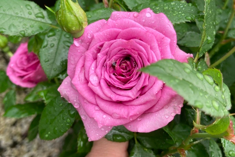 Floribunda Rose Veranda&reg; Lavender 5 Gallon