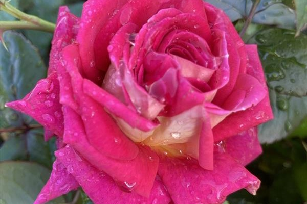 Hybrid Tea Rose Cherries & Champagne&trade; 5 Gallon