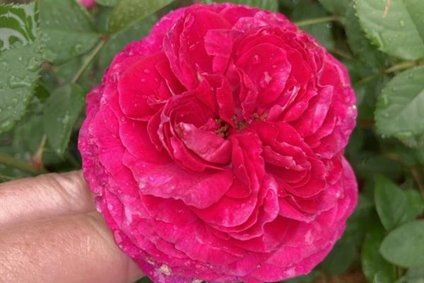 Hybrid Tea Rose Raspberry Cupcake&trade; 5 Gallon