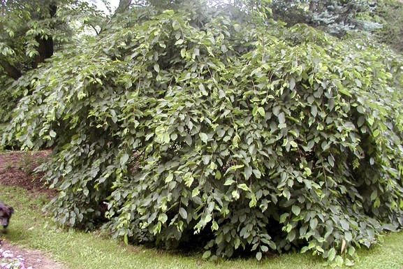 European Hornbeam 'Pendula' 10 Gallon