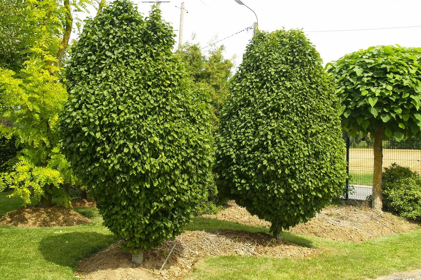 European Hornbeam 'Columnaris Nana' Low Branched 10 Gallon