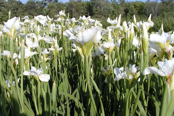 Siberian Iris 'White Swirl' 2 Gallon