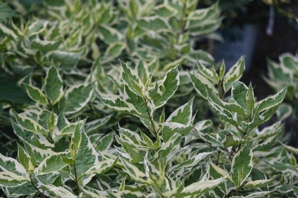 Red Twig Dogwood 'Ivory Halo' 5 Gallon