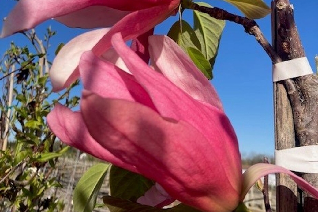 Magnolia 'Daybreak' 5 Gallon