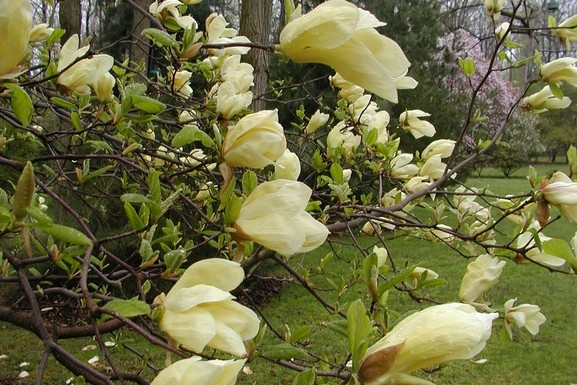 Magnolia 'Yellow Lantern' Clump 5 Gallon
