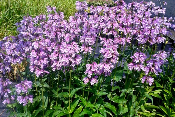 Calico Beardtongue 2 Gallon