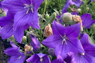 Chinese Balloon Flower 2 Gallon