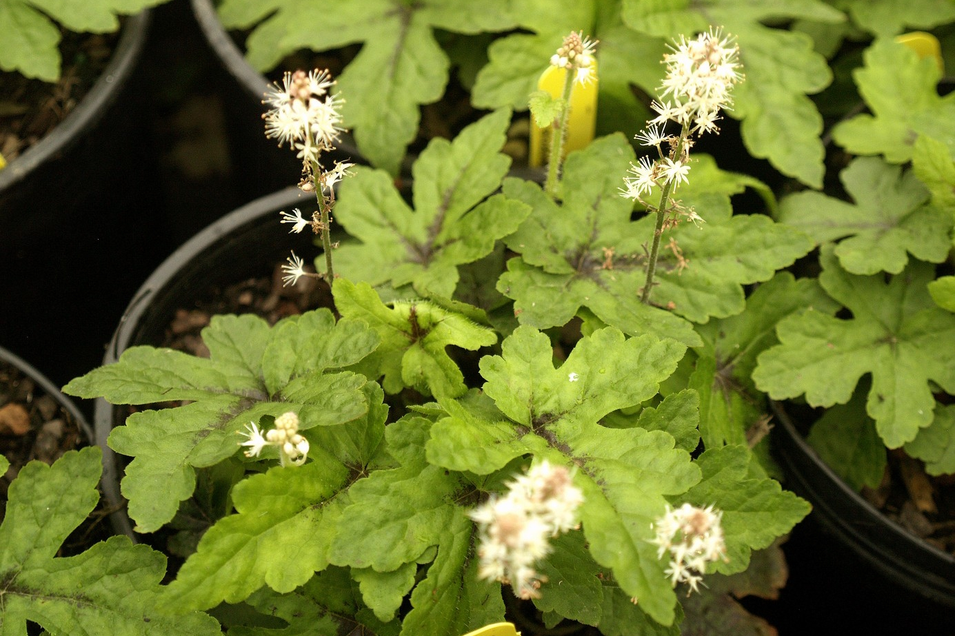 Foamflower 'Elizabeth Oliver' 2 Gallon