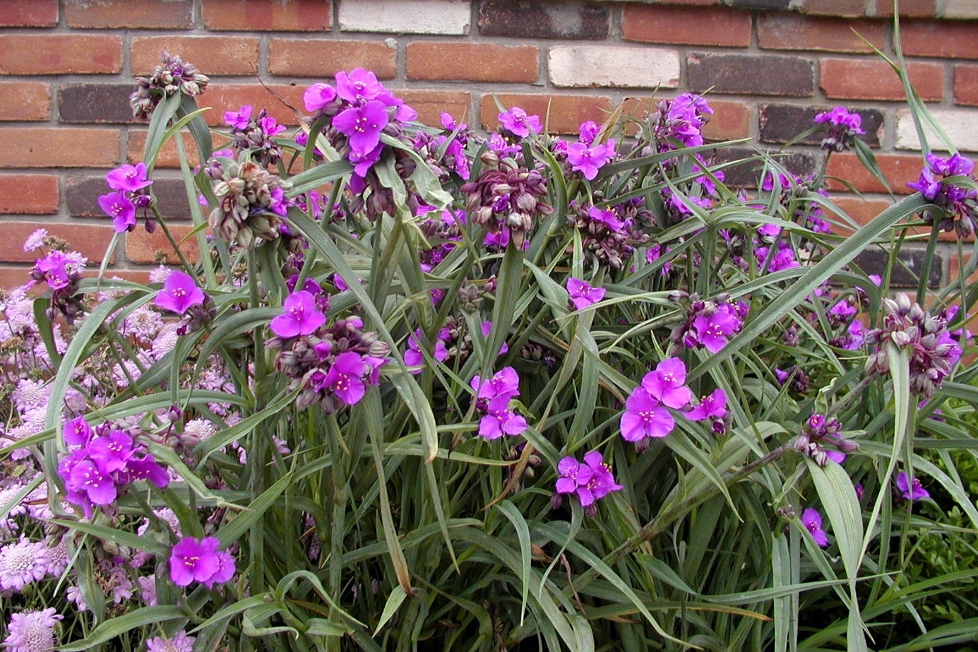 Spiderwort 'Concord Grape' 2 Gallon