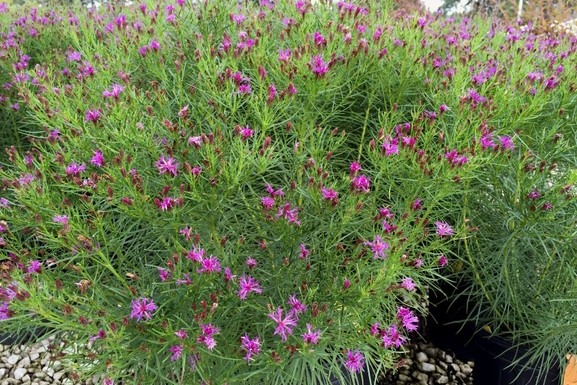 Narrowleaf Ironweed 'Iron Butterfly' 2 Gallon