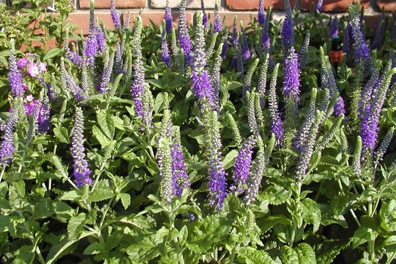 Speedwell 'Sunny Border Blue' 2 Gallon