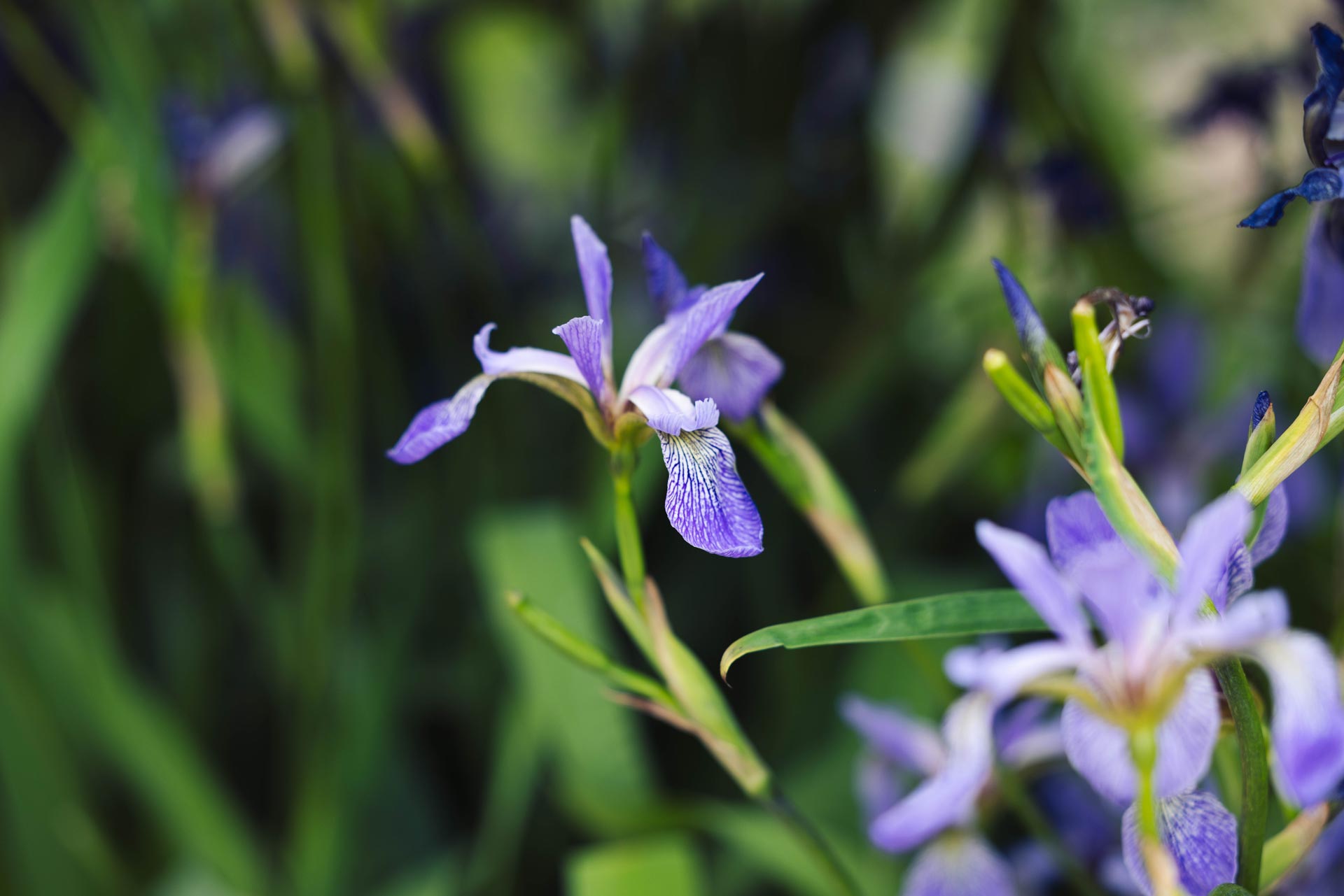 Northern Blue Flag Iris 2 Gallon