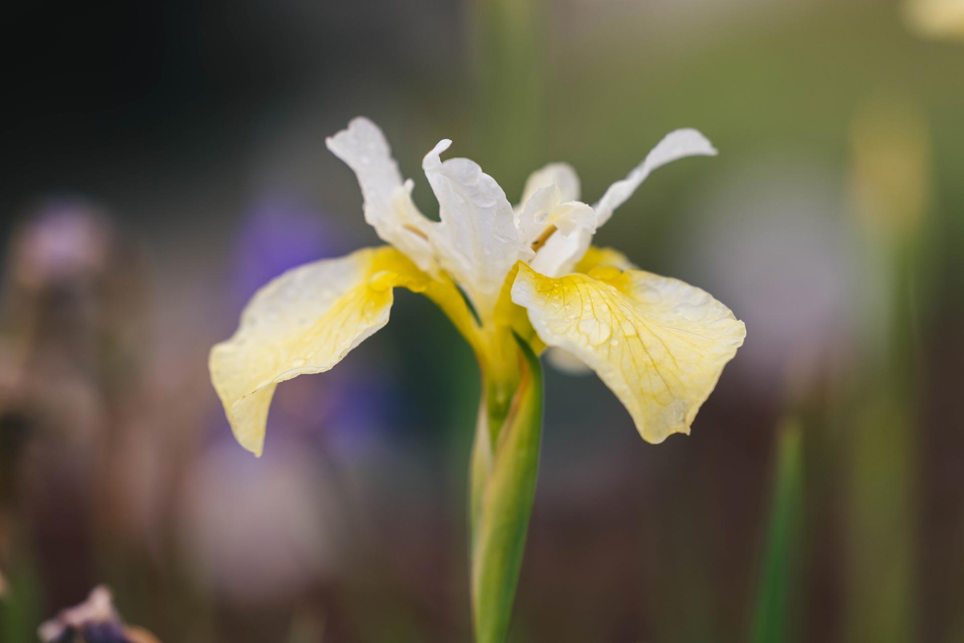Siberian Iris 'Butter and Sugar' 1 Gallon
