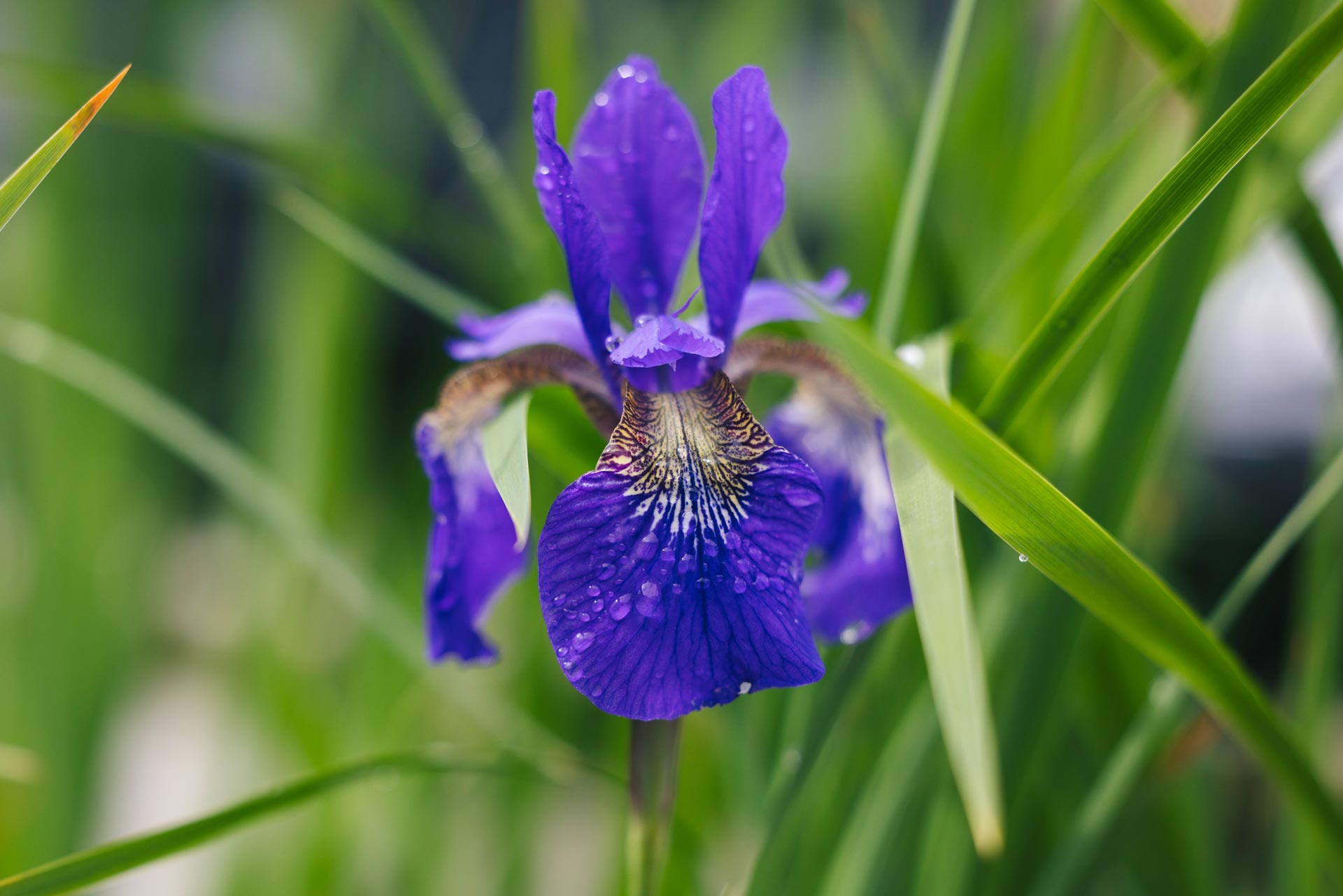 Siberian Iris 'Caesar's Brother' 2 Gallon