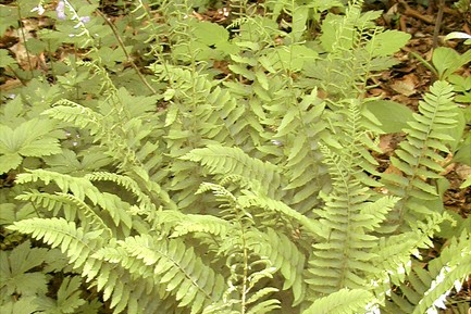 Christmas Fern 1 Gallon