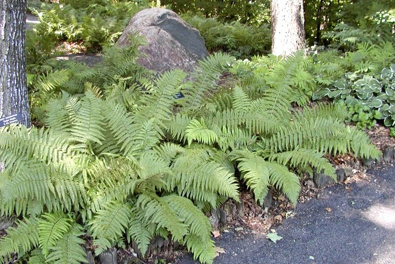 Male Fern 'Robusta' 1 Gallon