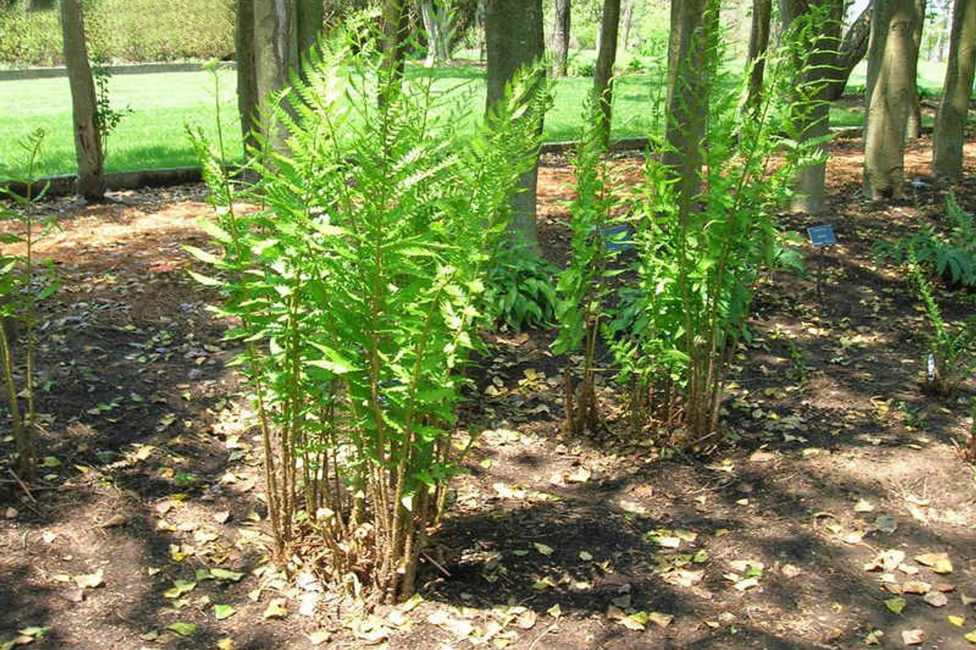 Dixie Wood Fern 1 Gallon