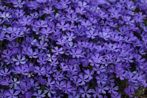 Creeping Phlox 'Violet Pinwheels' 1 Gallon