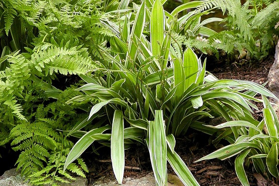 Broad-Leaved Sedge 'Variegata' 2 Gallon