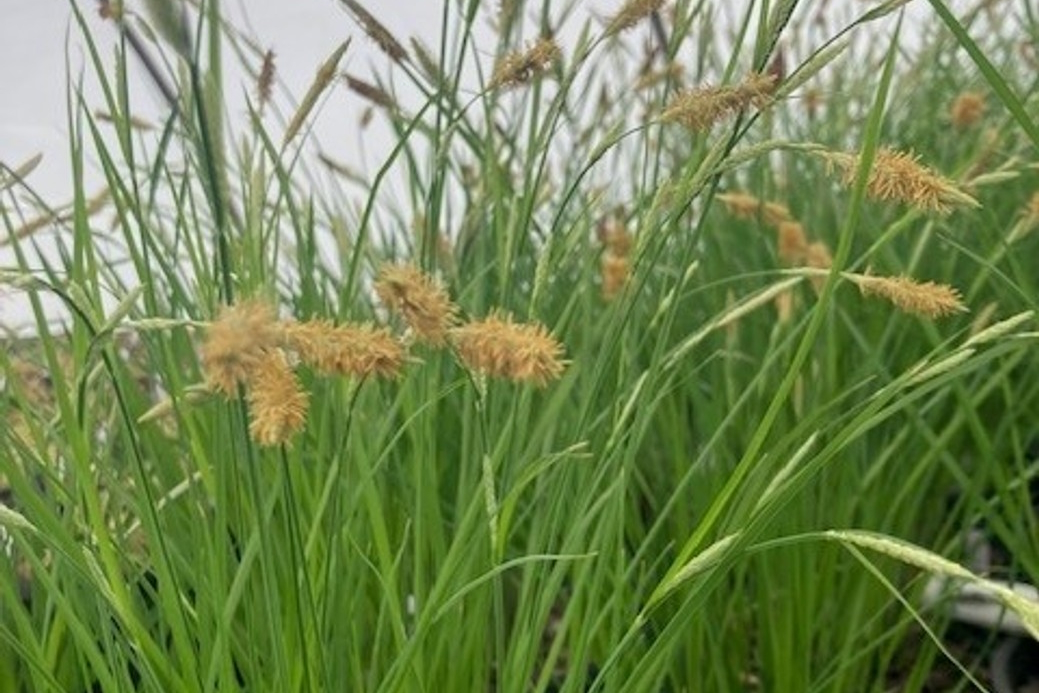 Tussock Sedge 2 Gallon