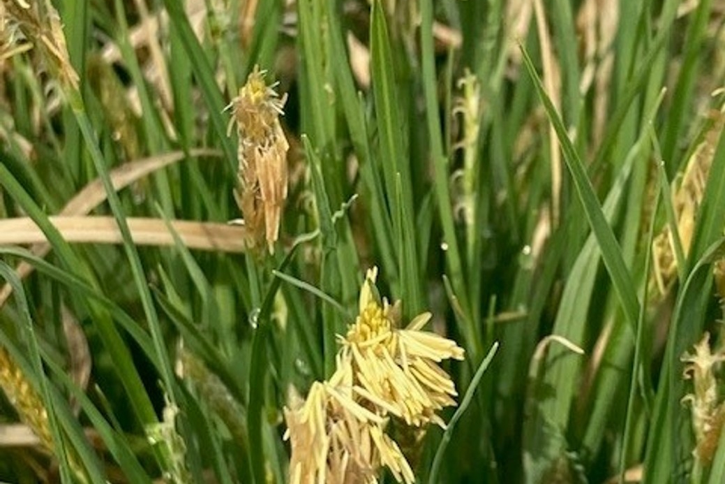 Wood's Sedge 2 Gallon