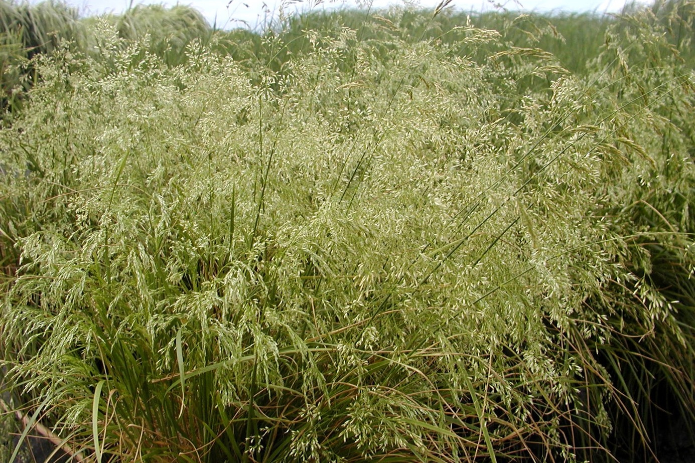 Tussock Grass 'Goldstaub' 2 Gallon