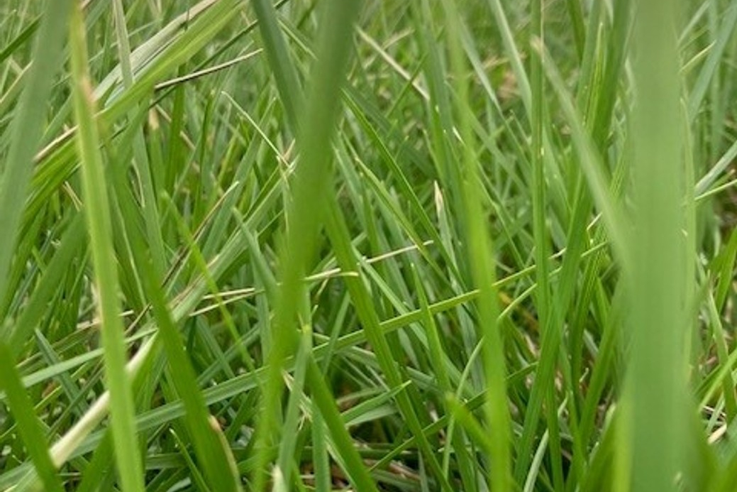 Tussock Grass 'Schottland' 2 Gallon