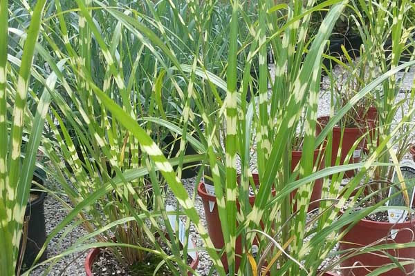Zebra Grass 'Zebrinus' 2 Gallon