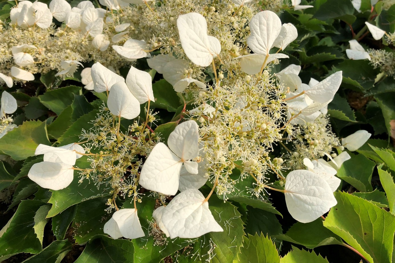 False Hydrangea Vine Flirty Girl&trade; 3 Gallon