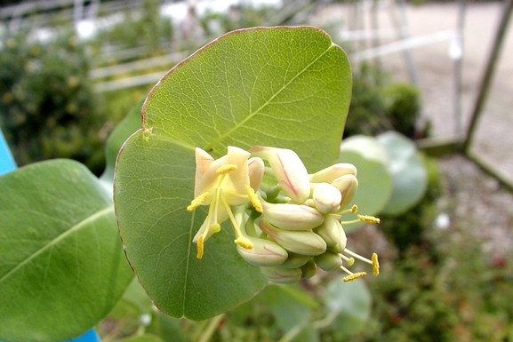 Limber Honeysuckle 3 Gallon