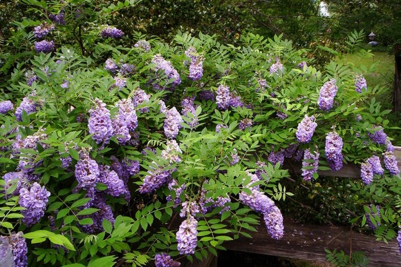 Wisteria 'Amethyst Falls' 5 gallon