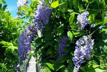 Wisteria 'Aunt Dee' 3 Gallon