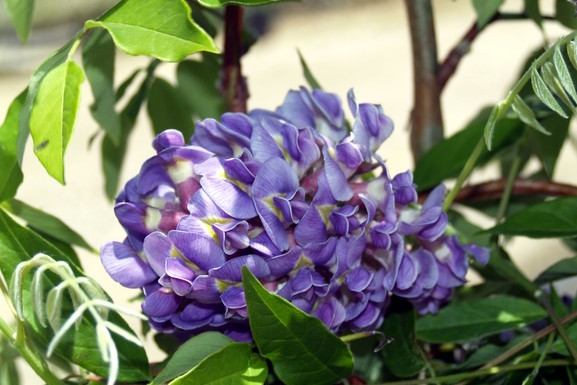 Wisteria 'Longwood Purple' 5-6 feet