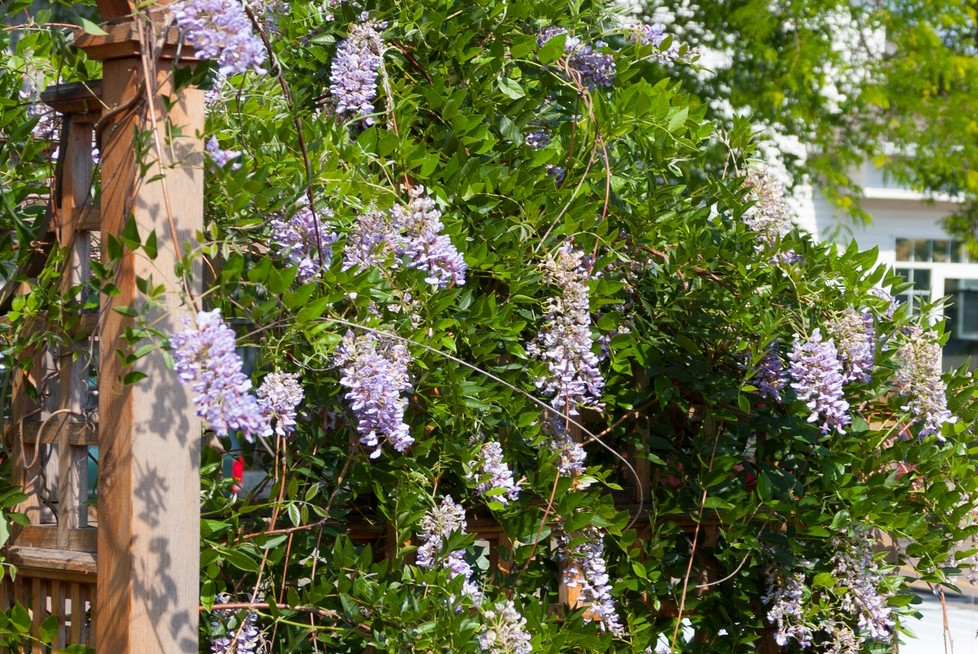 Wisteria Summer Cascade&trade; 3 Gallon