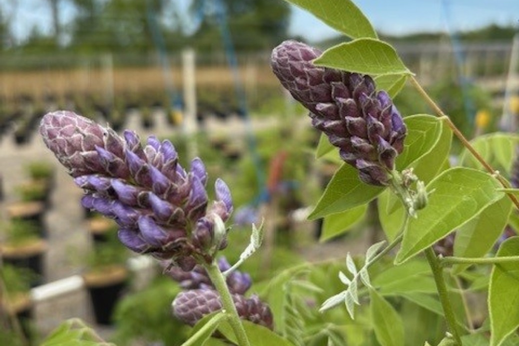 American Wisteria 3 Gallon