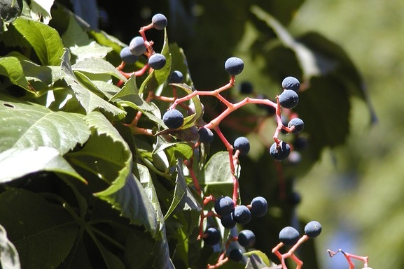 Virginia Creeper 1 Gallon