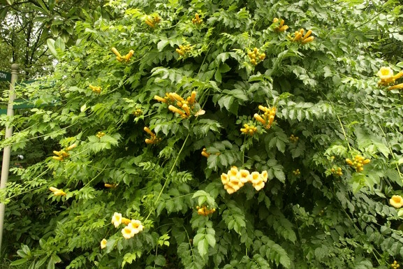 Trumpet Vine 'Flava' 3 Gallon