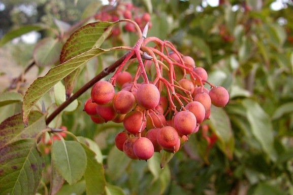 Nannyberry Viburnum 5 Gallon