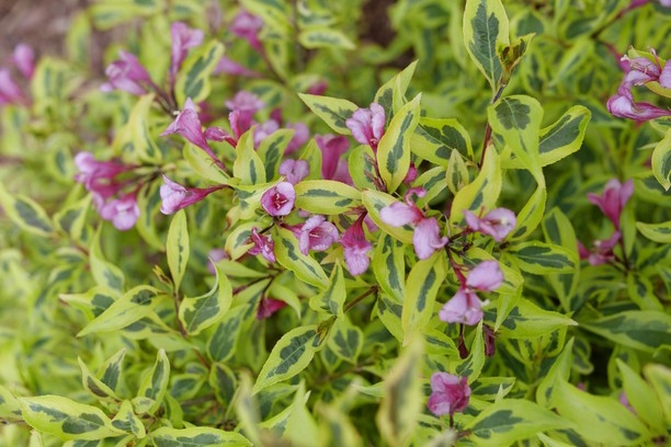 Weigela Bubbly Wine&reg; 3 Gallon