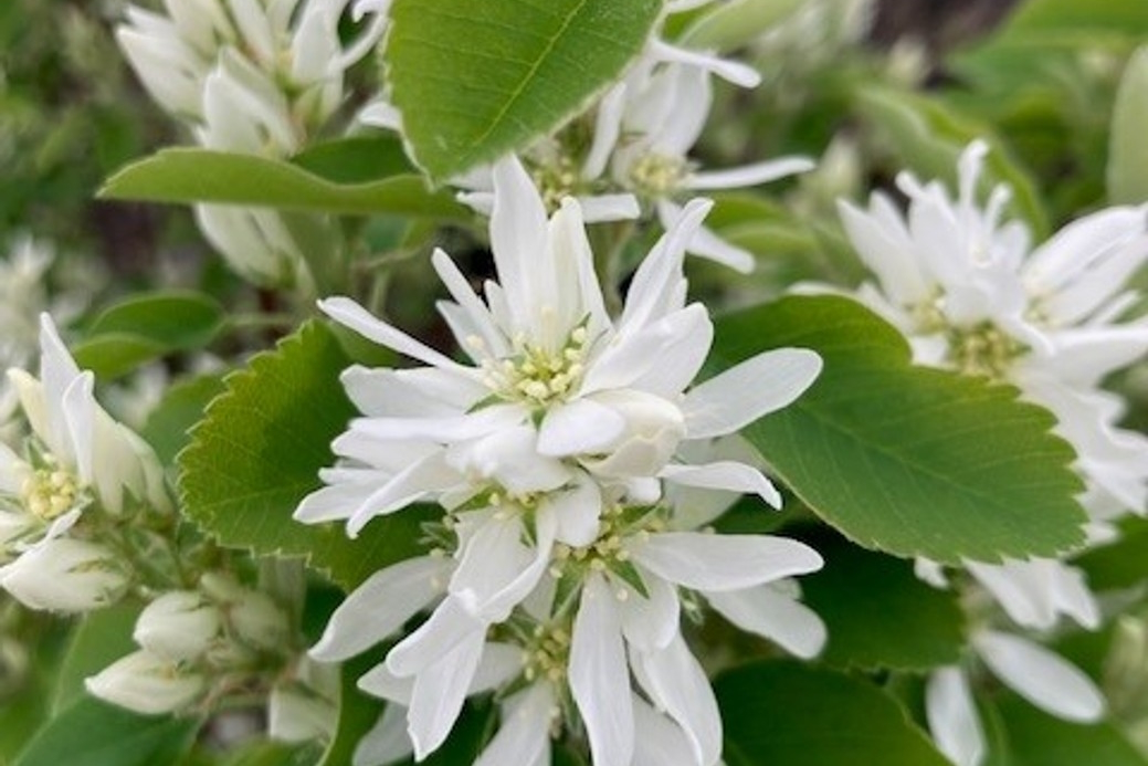 Saskatoon Serviceberry 'Obelisk' 3 Gallon