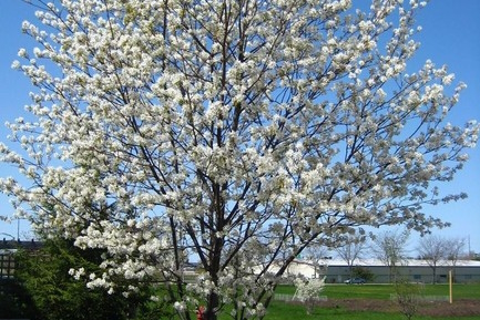 Serviceberry 'Ballerina' 3 Gallon