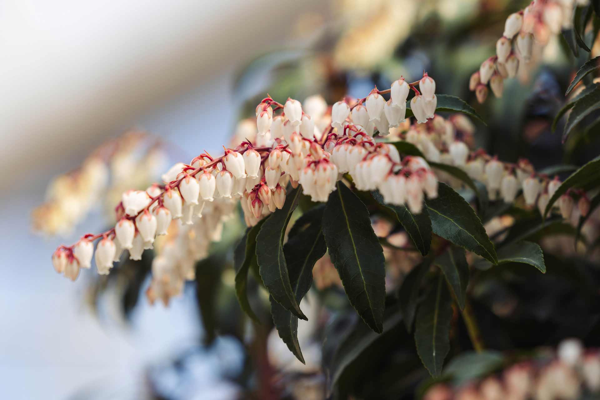 Japanese Andromeda 'Dorothy Wyckoff' 3 Gallon