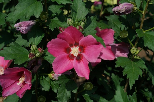 Rose of Sharon Paraplu Rouge&trade; 3 Gallon