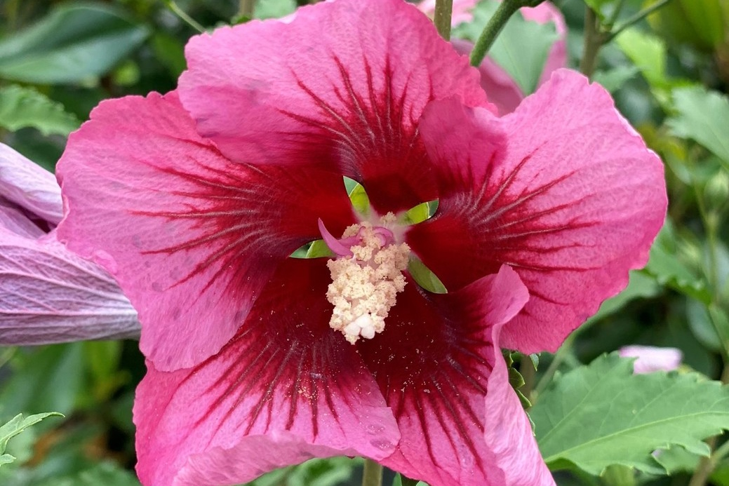 Rose of Sharon Red Pillar&reg; 3 Gallon