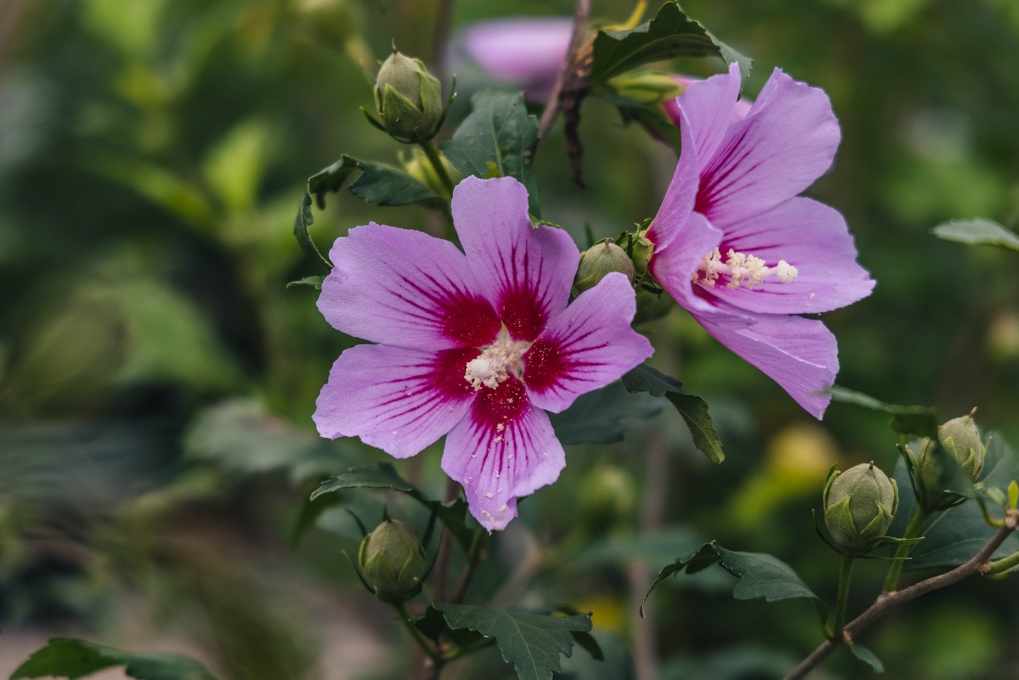 Rose of Sharon Orchid Satin&reg; Tree 7 Gallon